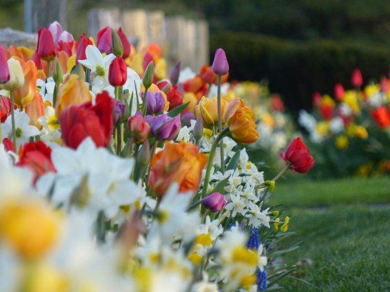 Jardins Harmonie Verte 4