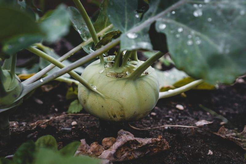 Entretien saisonnier des jardins