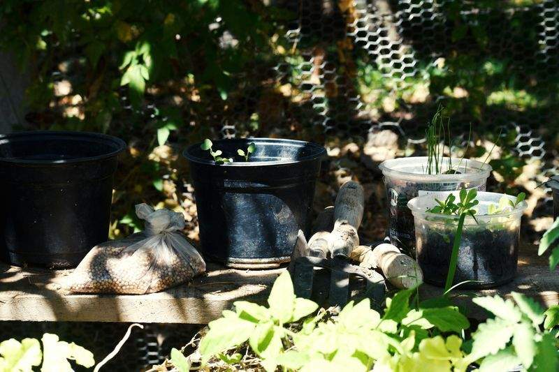 Plantation de fleurs, arbres et massifs